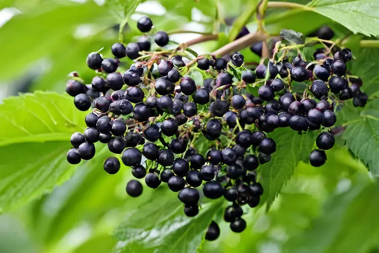 Organic Elderberry, whole