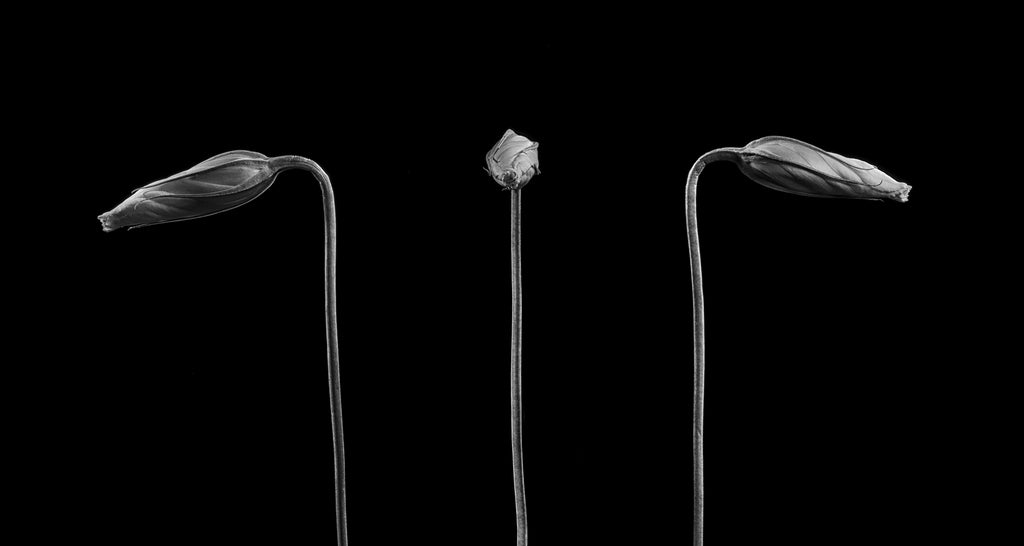 "Mug Shot" notecards (set of 5)