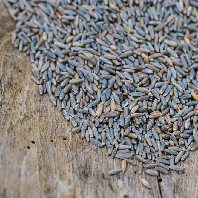 Danko Rye Berries (certified organic) - Price Per Oz.