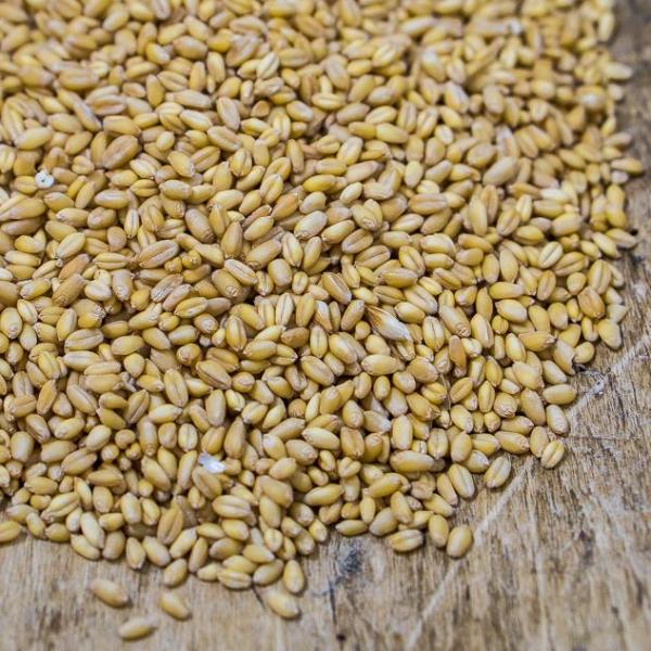 Sonora Wheat Berries (certified organic)